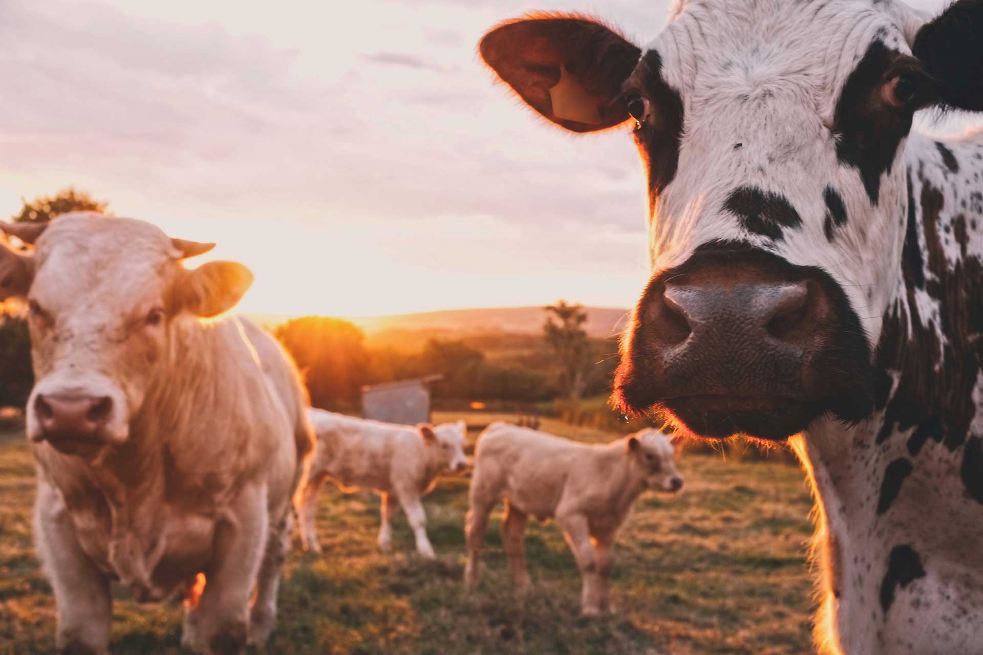 Agricultural feeds