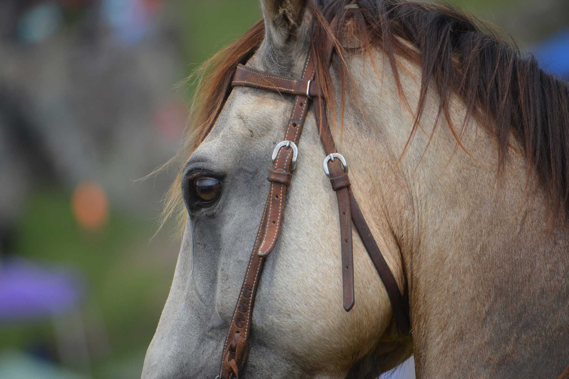 Equestrian Feeds