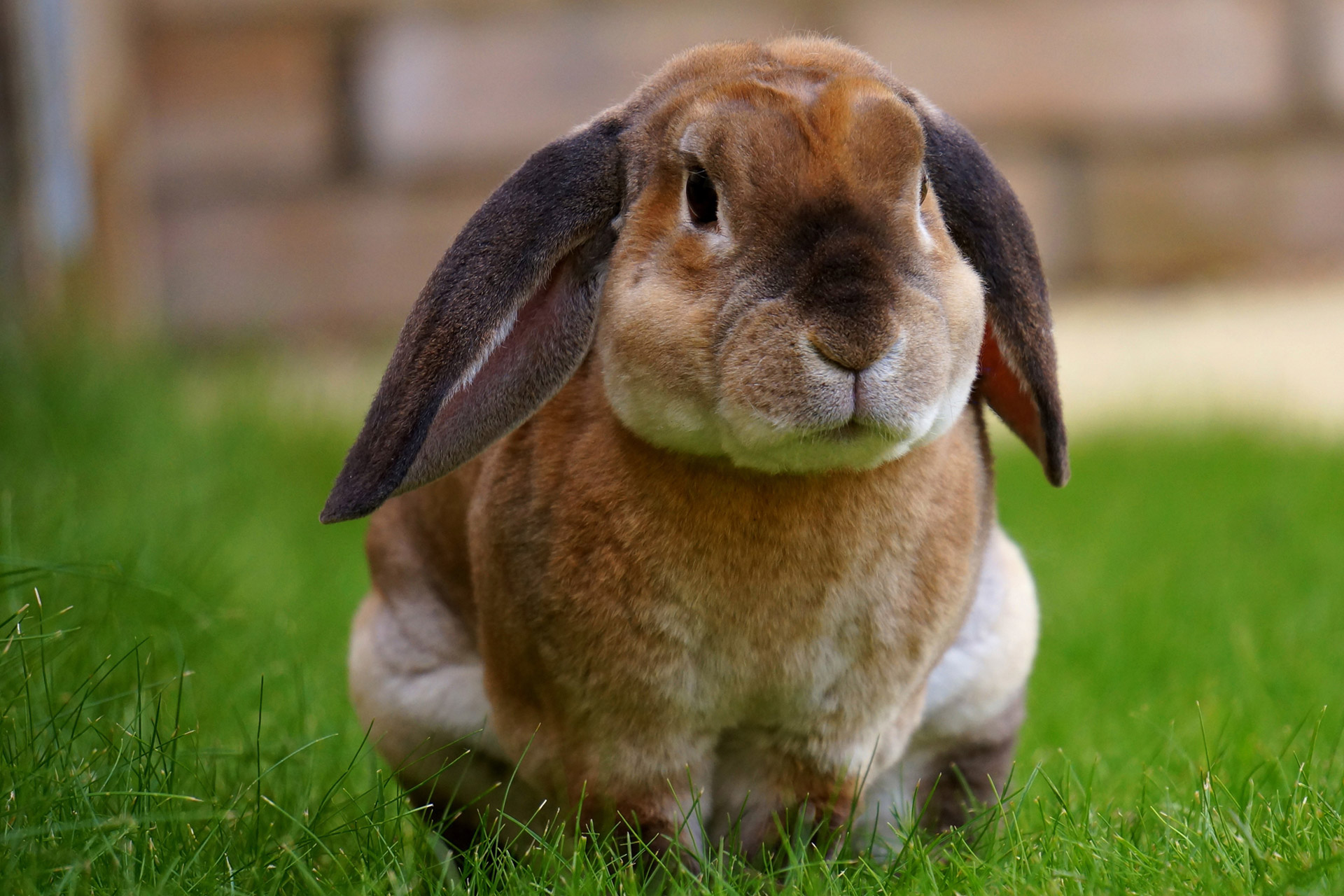 Pet food